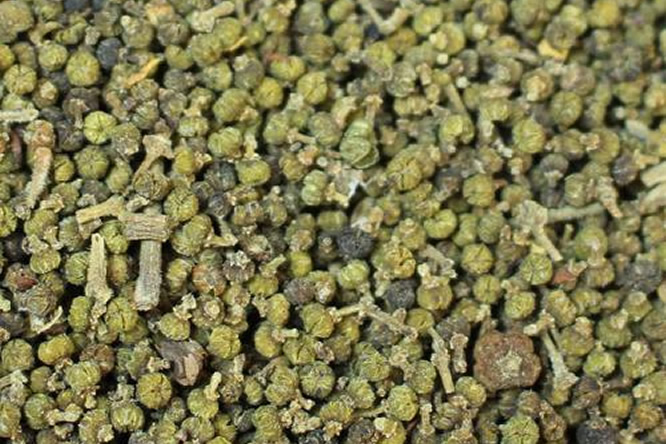 吴茱萸