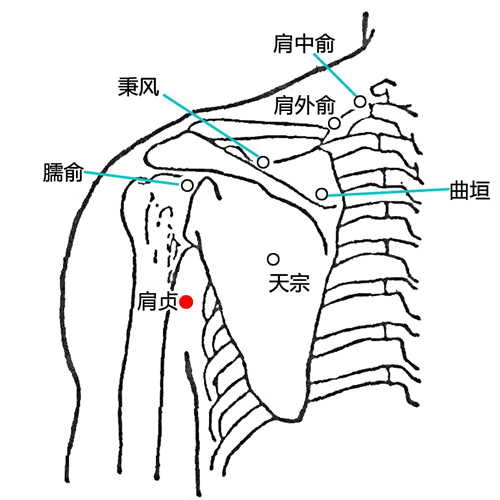 肩贞穴