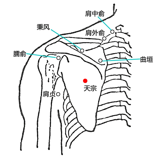 天宗穴