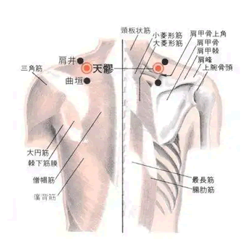 天髎穴