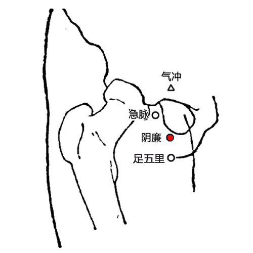 阴廉穴