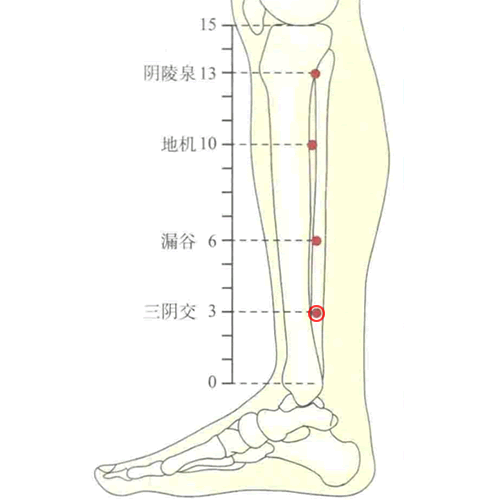 三阴交穴