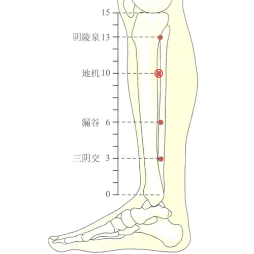 地机穴