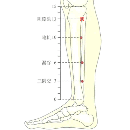 阴陵泉穴