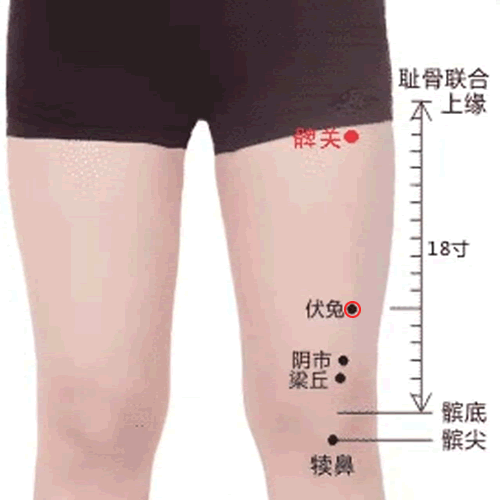 伏兔穴