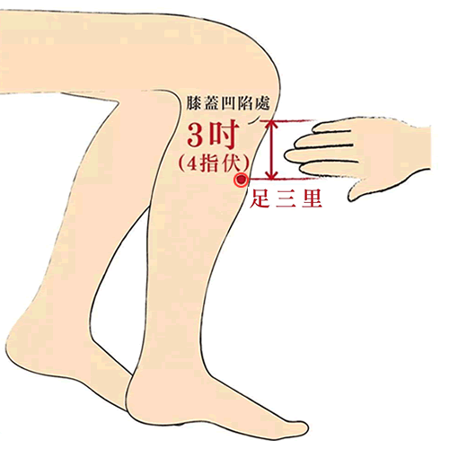足三里穴