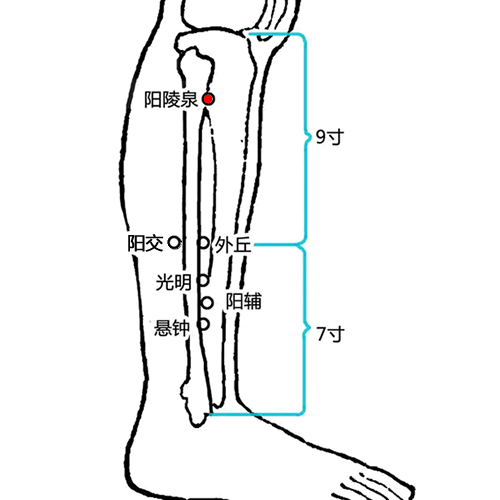 阳陵泉穴