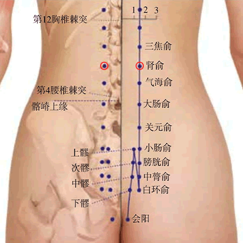 肾俞穴