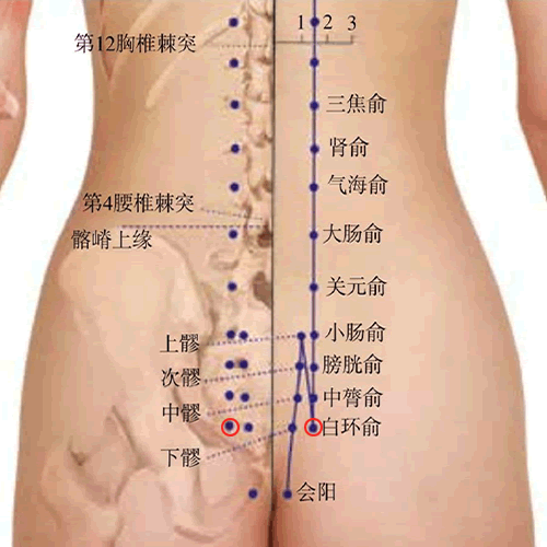 白环俞穴