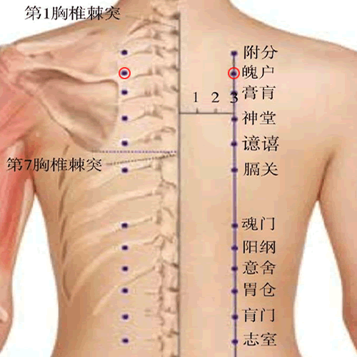 魄户穴