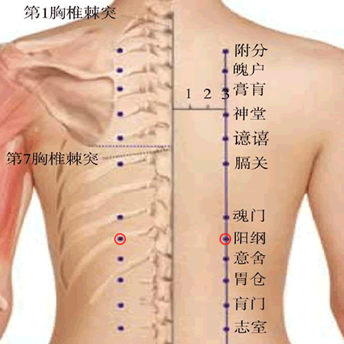 阳纲穴