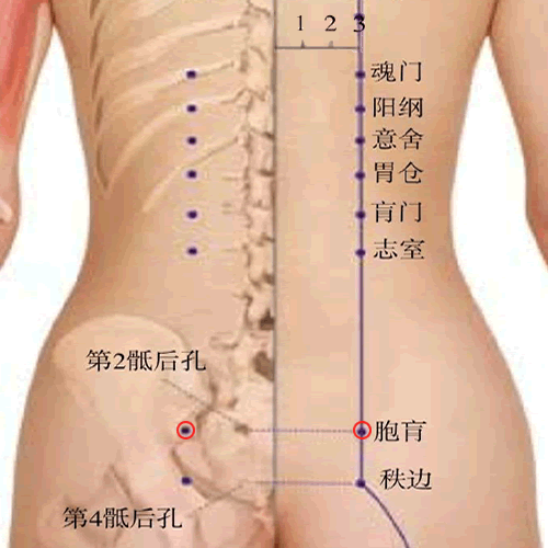 胞肓穴