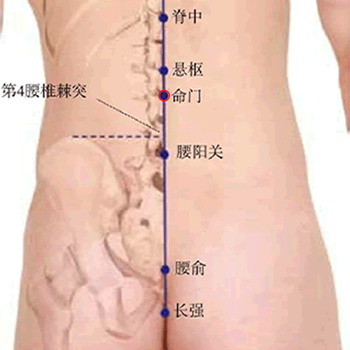 命门穴