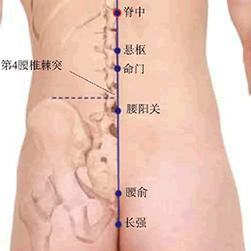 脊中穴