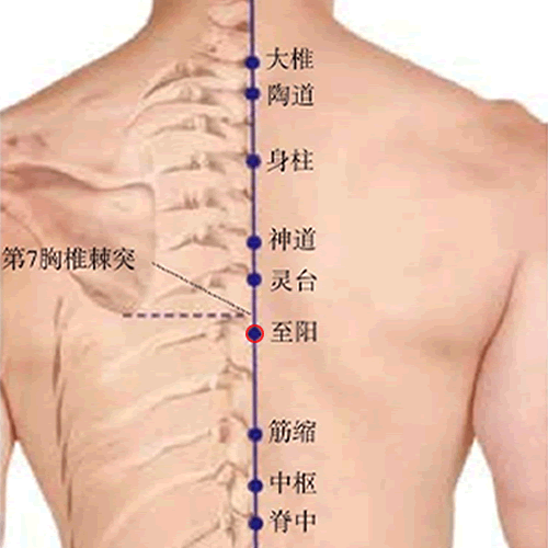 至阳穴