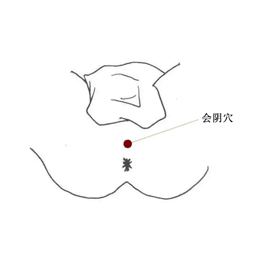 会阴穴