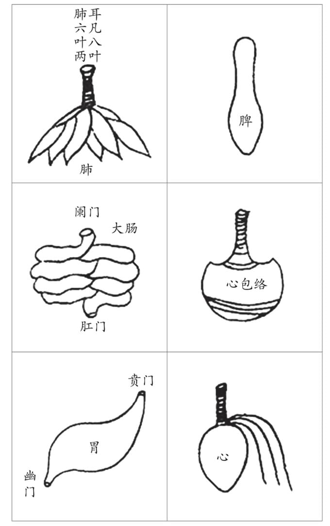 古人脏腑图1