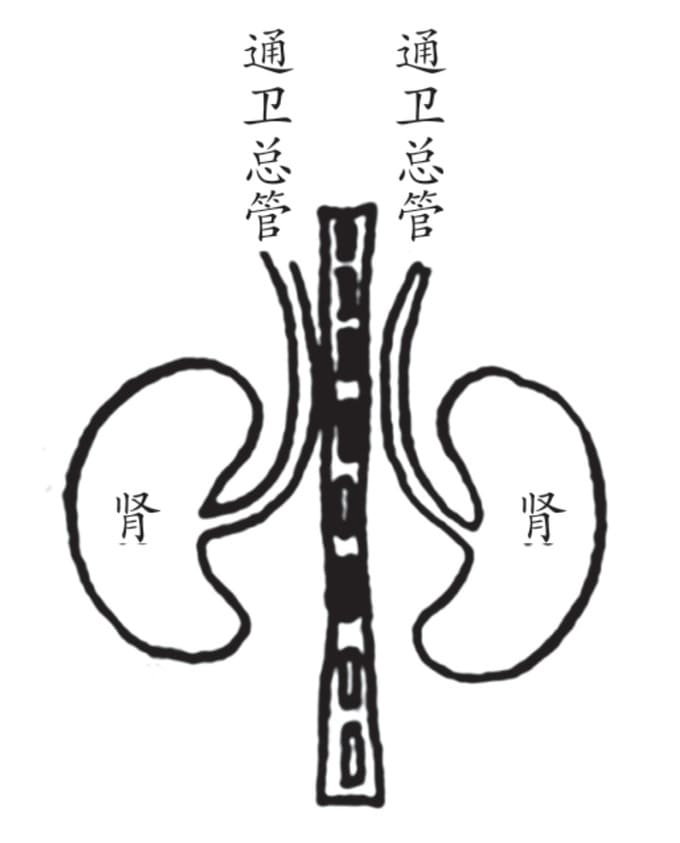 肾及通卫总管图