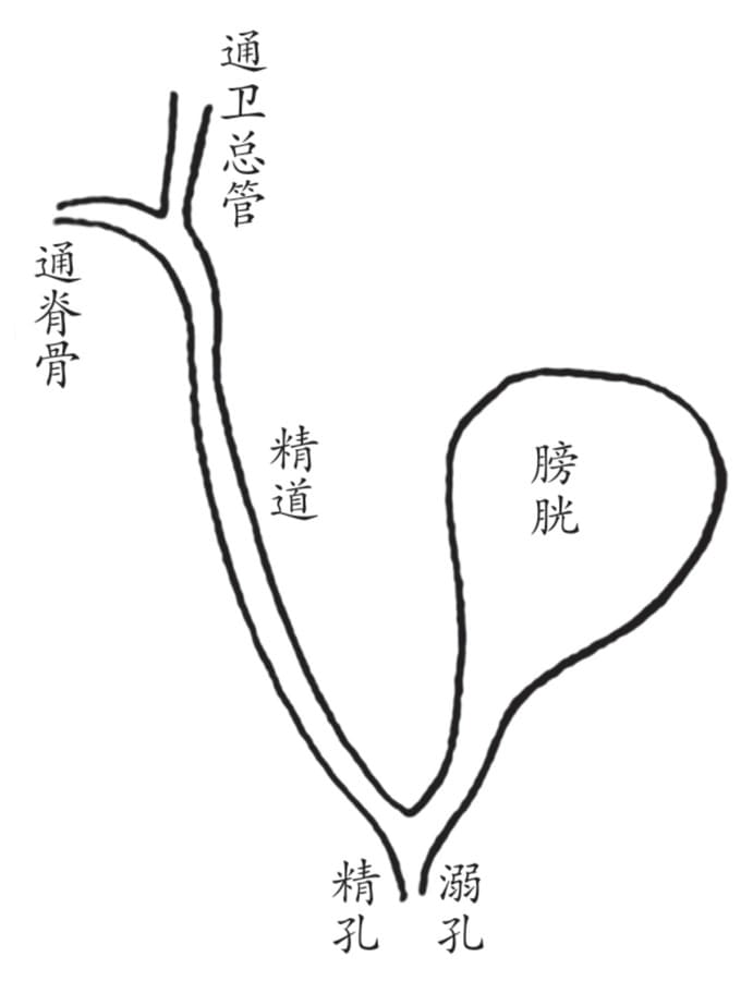 膀胱下口，精道图