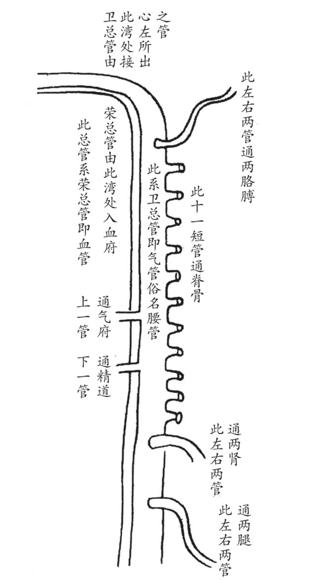 血管图
