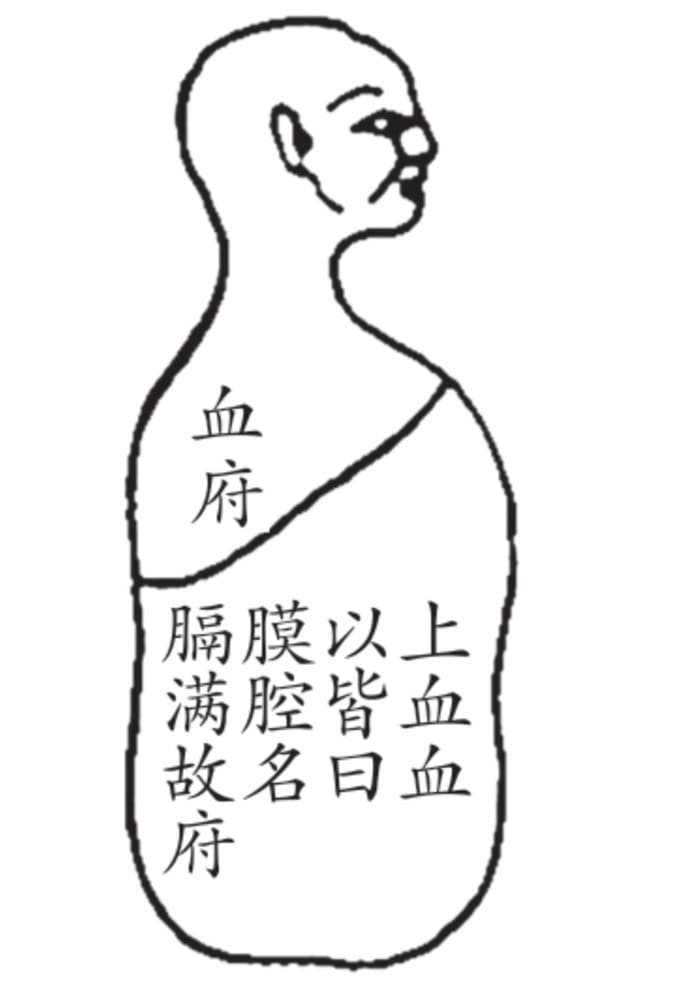 膈膜图