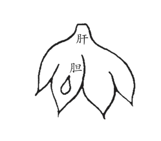 肝胆图