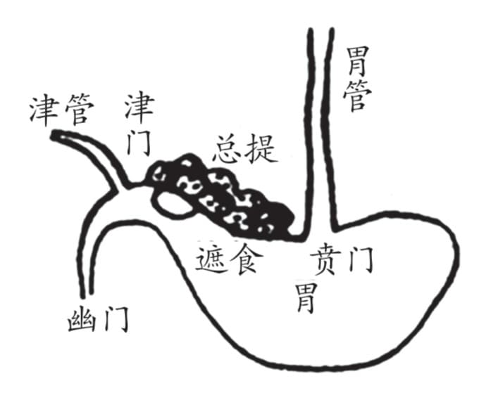 胃府图
