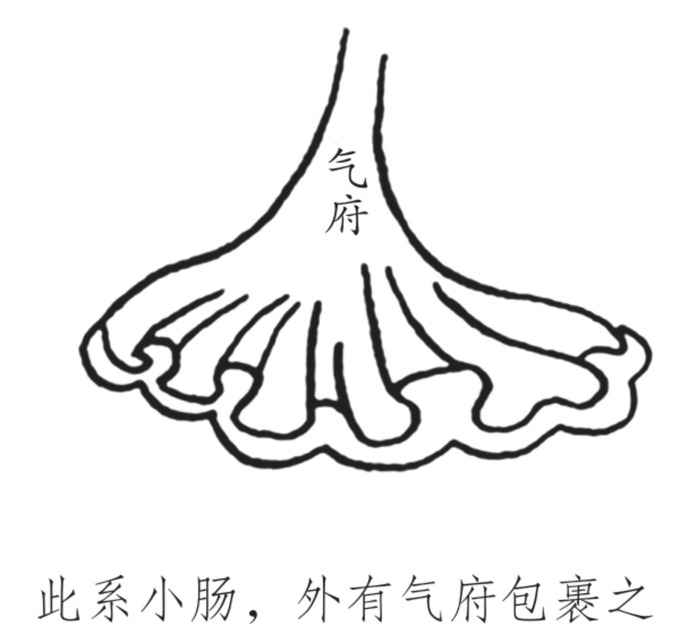 鸡冠油图