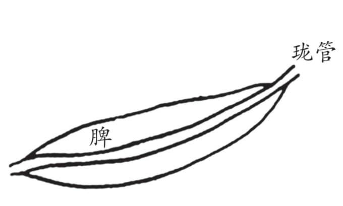 脾中珑管图