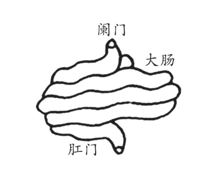 大肠上下口图